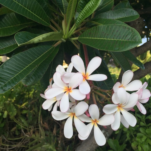 Meet your Posher, Joey - Picture 2 of 2